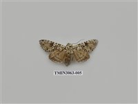 藏品(夜蛾811)的圖片